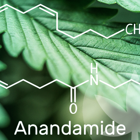 Tutto Ciò Che Devi Sapere Sull'Anandamide