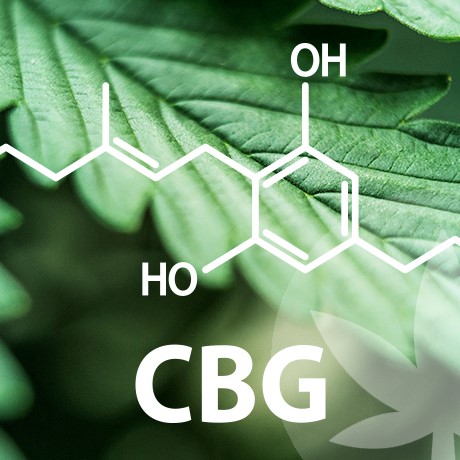 Il Grande Mondo Dei Cannabinoidi Inizia Con Il CBG