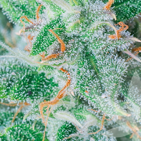 Cannabinoids: The Secret Behind CBD