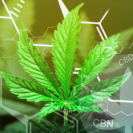 CBN e CBD: Qual É A Diferença?