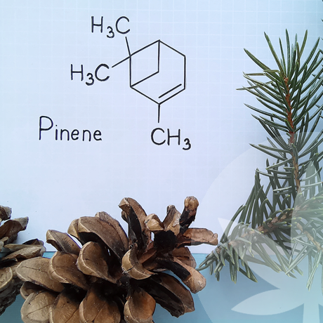 O que São os Terpenos?