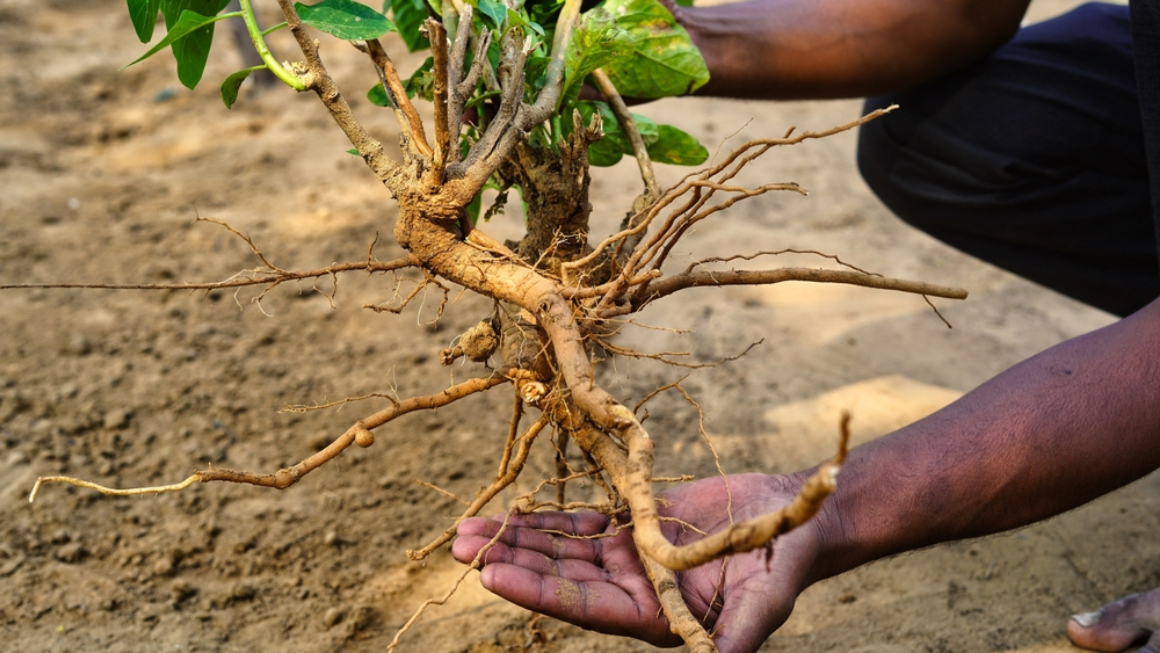 Benefícios, Dosagem e Dicas de Segurança da Ashwagandha