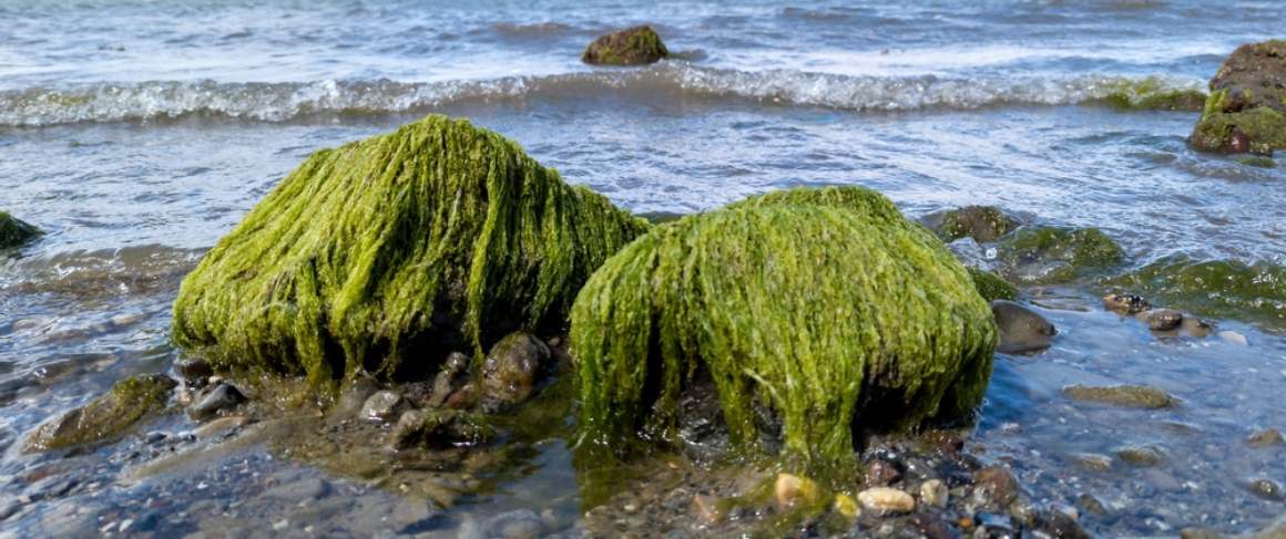 Il muschio marino : Nutrizione, salute e gestione del peso