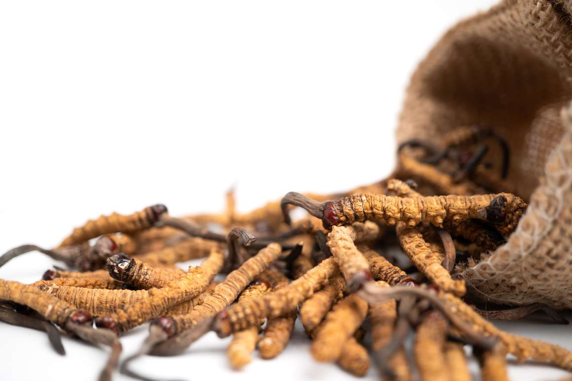 Cordyceps : Benefícios para a saúde