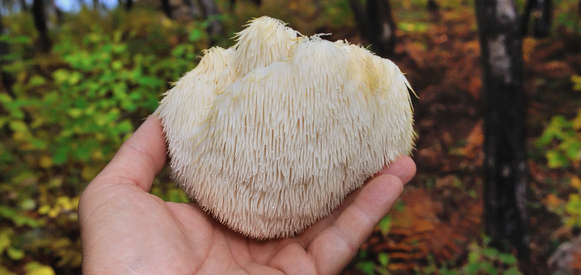 Quais são os benefícios de tomar Lion's Mane?