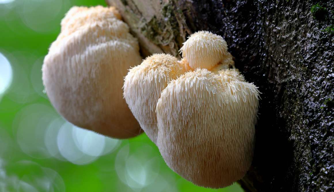 A Lion's Mane afecta a serotonina?