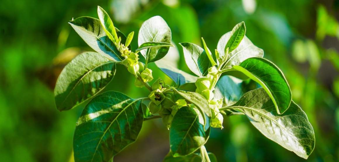 Quais são os prós e os contras de tomar ashwagandha?