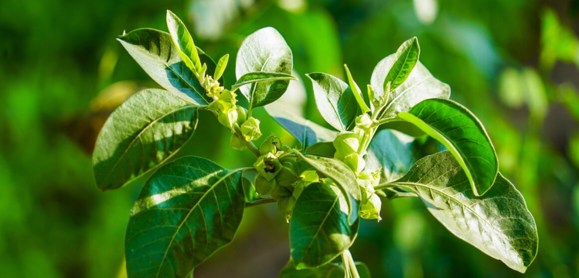 Per quanto tempo può assumere l'ashwagandha?