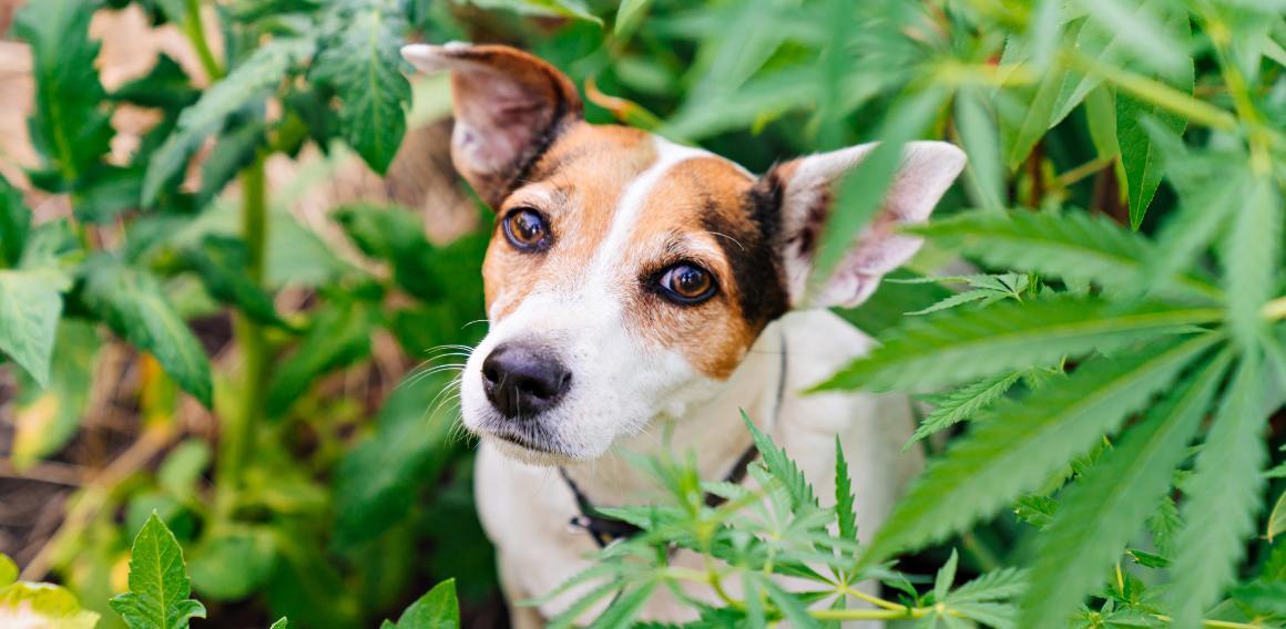 O cbd para cães e humanos é o mesmo?