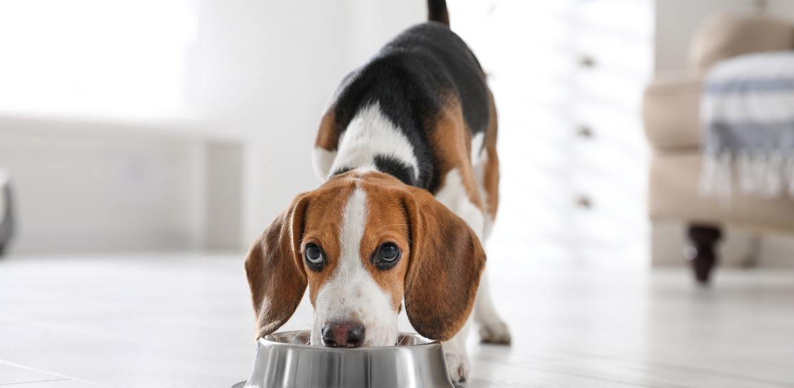 CBD per cani per l'appetito