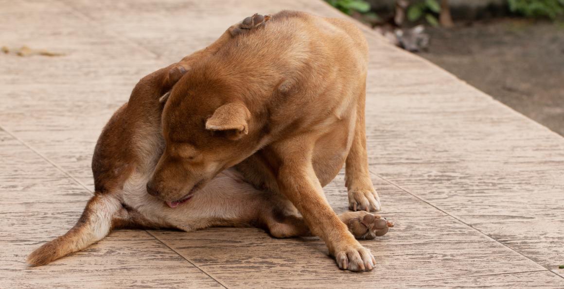 CBD para cães com comichão