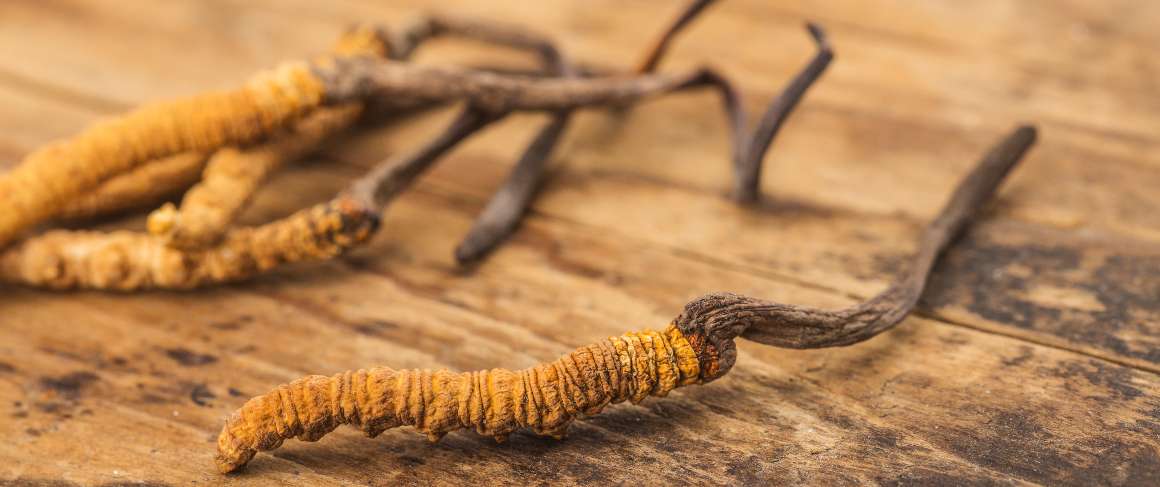 É mau tomar cordyceps à noite?