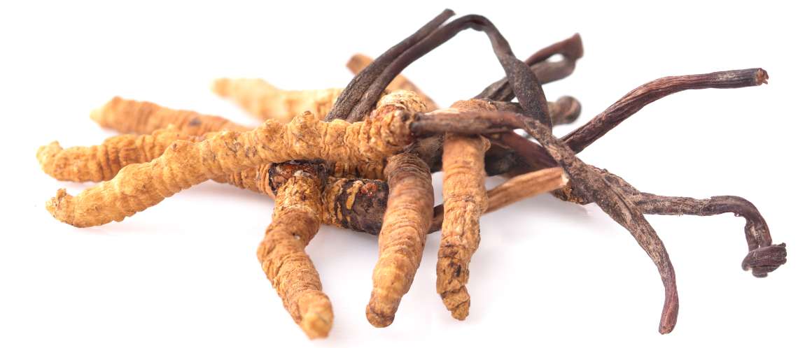 Quanto tempo demora a ver os resultados do cordyceps?