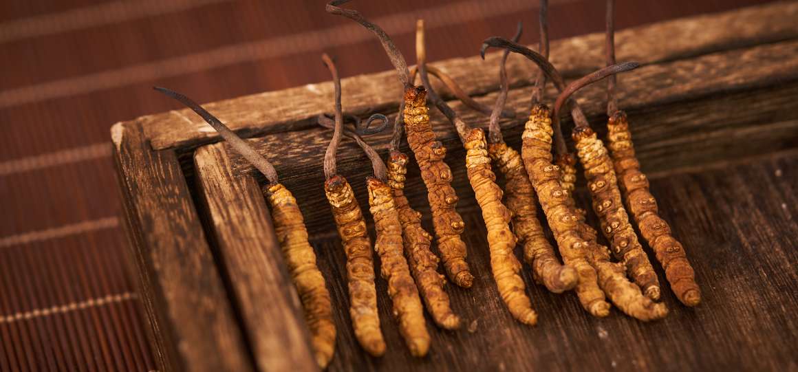 Deve tomar o cordyceps com o estômago vazio ou com alimentos?